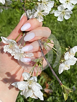Hand with milk manicure. cherry blossom branch