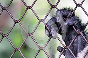 Hand monkey on cage