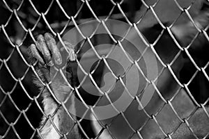 hand monkey in a cage