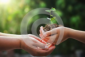 hand of mother and children holding young tree for planting