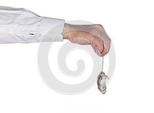 hand with mouse tail isolated on white