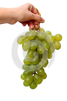 Hand with muscat grapes on white