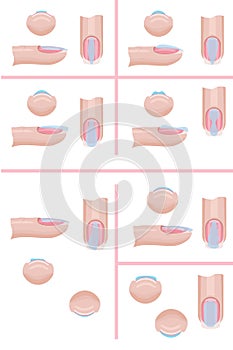 Hand nail care. The technique of applying the base layer of manicure, mistakes. Illustration for the manicure guide. Vector