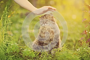 Ð¡at and hand on nature background. Allergies to animals, cat fur. Caring for Pets and stray animals