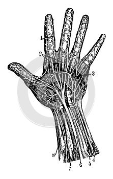 Hand Nerves, vintage illustration