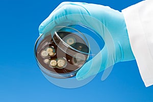 Hand in nitril glove holds Petri dish