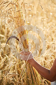 The hand of an old woman holding a sickle and cut ears of wheat in a wheat field. Harvesting, respecting traditions.
