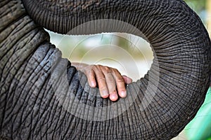 The hand of an old woman placed on the elephant`s trunk.