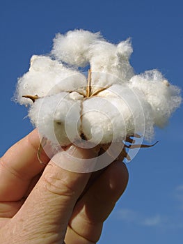 Hand with open cotton boll photo