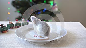 Hand opens a cap of dish, a rat with cheese sitting inside. unexpected surprise