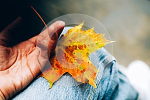 Hand with orange maple leaf on blue jeans background.