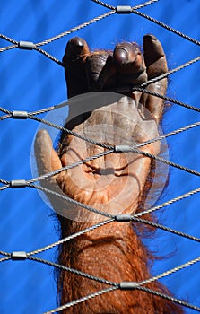 Hand of orangutans, orang-utan, orangutang, or orang-utang
