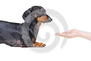 Hand owner feeding the dog breed dachshund, black and tan on white background