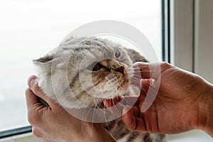 Hand of owner stroking Scottish fold cat.