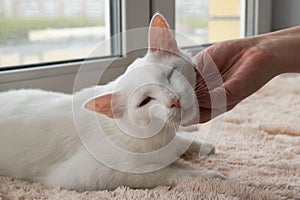 Hand of owner stroking young gentle white cat.