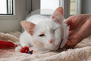 Hand of owner stroking young gentle white cat. White cat with its toy on a pink blanket near to the window.