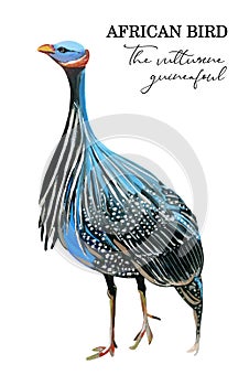 Hand-painrted blue vulturine guineafowl on a white background