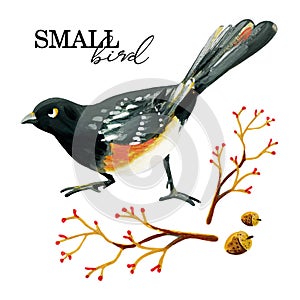 Hand-painted black bird with decorative branches and acorns