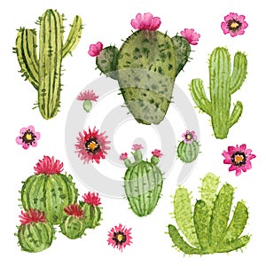 Hand painted cacti with flowers