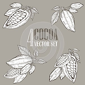 Hand painted cocoa botany illustration set. Decorative doodles of healthy nutrient food.