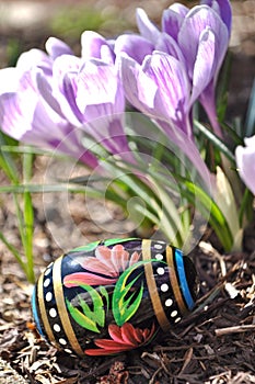 Hand painted Easter egg and purple crocuses.