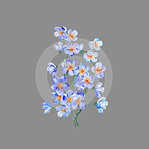 Hand painted forget-me-not bouquet