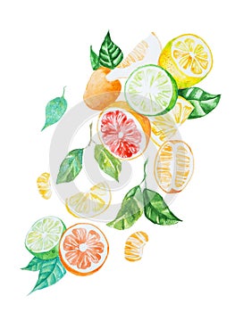 Hand-painted illustration of citrus mix with leaves drawn with watercolour on white paper