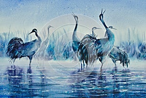 Hand painted illustration cranes in water.