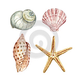 Hand painted illustration of seashell and starfish. Sea shells, isolated on white background. Underwater animals illustration