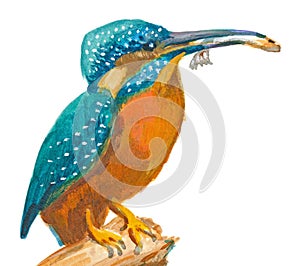 An hand painted illustration on white - Bird, Common kingfisher