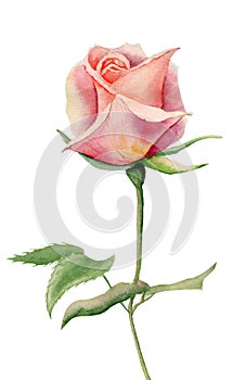 Hand painted pink watercolor single tender rose with two green leaves