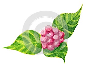 Hand painted raspberry berry with three green leaves isolated