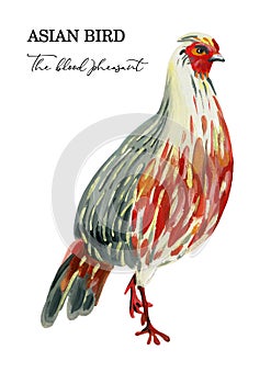 Hand-painted red pheasant on a white background