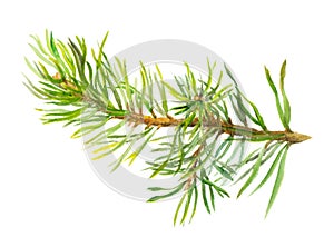 Hand painted spruce branch, watercolor