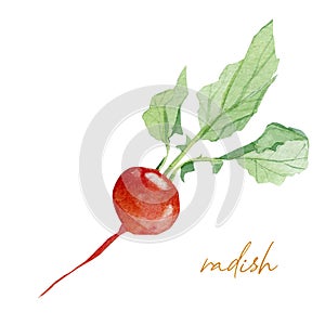 Hand painted vegetable radish. Watercolor vegeterian food for design menu, veggie blog