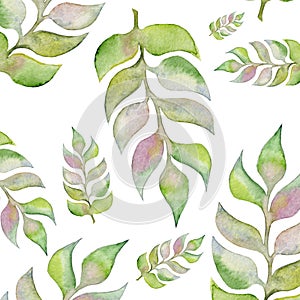 Hand painted water color plants. Isolated floral design elements