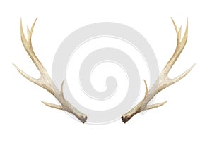 Watercolor Antlers Deer Stag Horns Bone Painted photo