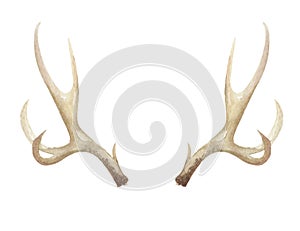 Watercolor Antlers Deer Stag Horns Bone Painted photo