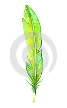 Hand painted watercolor bird feather green color, close up isolated on white background. Art scrapbook element, sketch, hand drawn