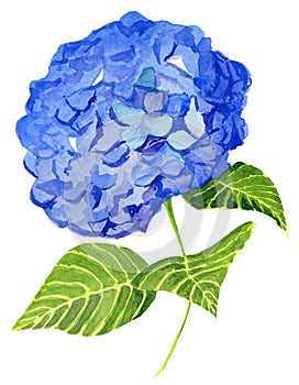 Hand painted watercolor blue Hortensia hydrangea with three green leaves