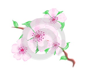 Hand painted watercolor cherry blossom branch with green leaves. Isolated design element on white background.