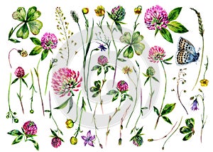 Hand Painted Watercolor Collection of Clover Wildflowers