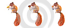 Hand painted watercolor cute animals set. Red squirrel. Hand-drawn. Autumn in the forest. Watercolor illustration.Lovely