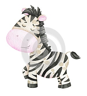 Hand painted watercolor cute zebra illustration