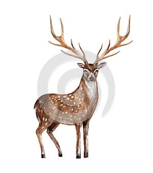 Hand painted watercolor deer isolated on white background