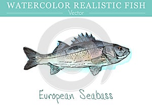 Hand painted watercolor edible fish. Vector design