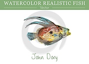 Hand painted watercolor edible fish. Vector design