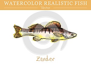 Hand painted watercolor edible fish. Vector design