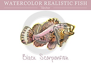 Hand painted watercolor edible fish. Vector design