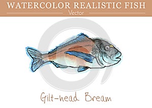 Hand painted watercolor edible fish. Vector design